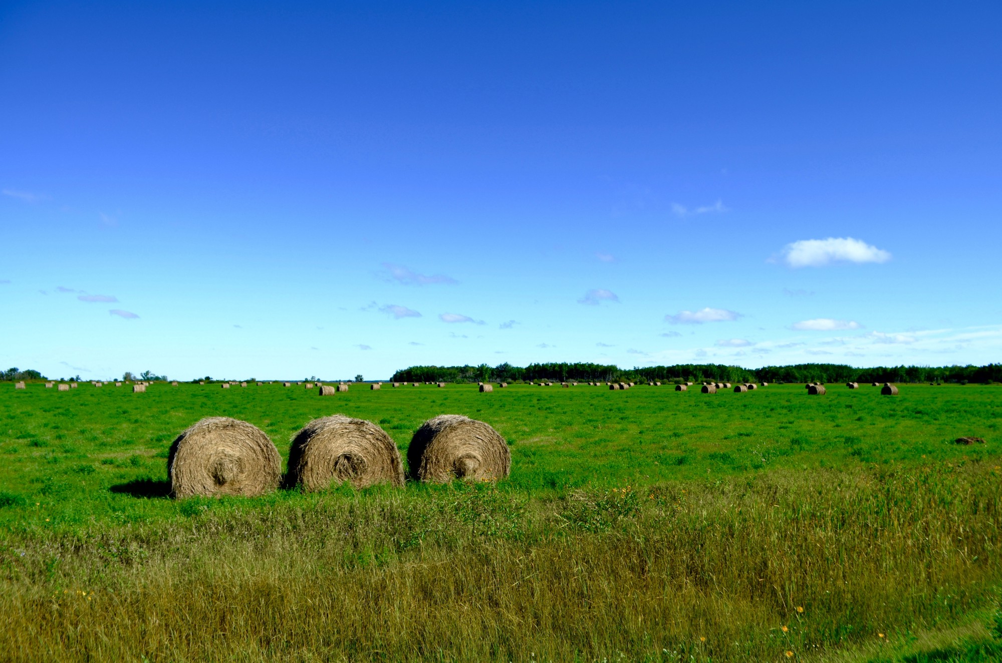 From the Canadian Prairies to Taiwan: How Learning Mandarin Helped Me Discover My Chinese Identity