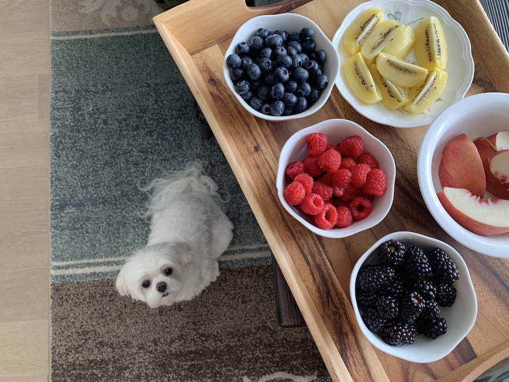 White dog next to table with bowls of cut fruit on top